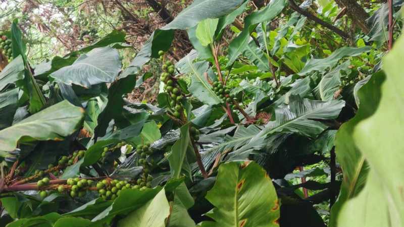长寿铜厂野生天然高品质草豆蔻/草蔻（未加工生货）