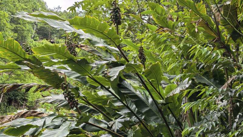 长寿铜厂野生天然高品质草豆蔻/草蔻（未加工生货）