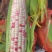 芜湖花糯玉米大小规格齐全按需求分拣打包提供网袋纸箱泡沫箱