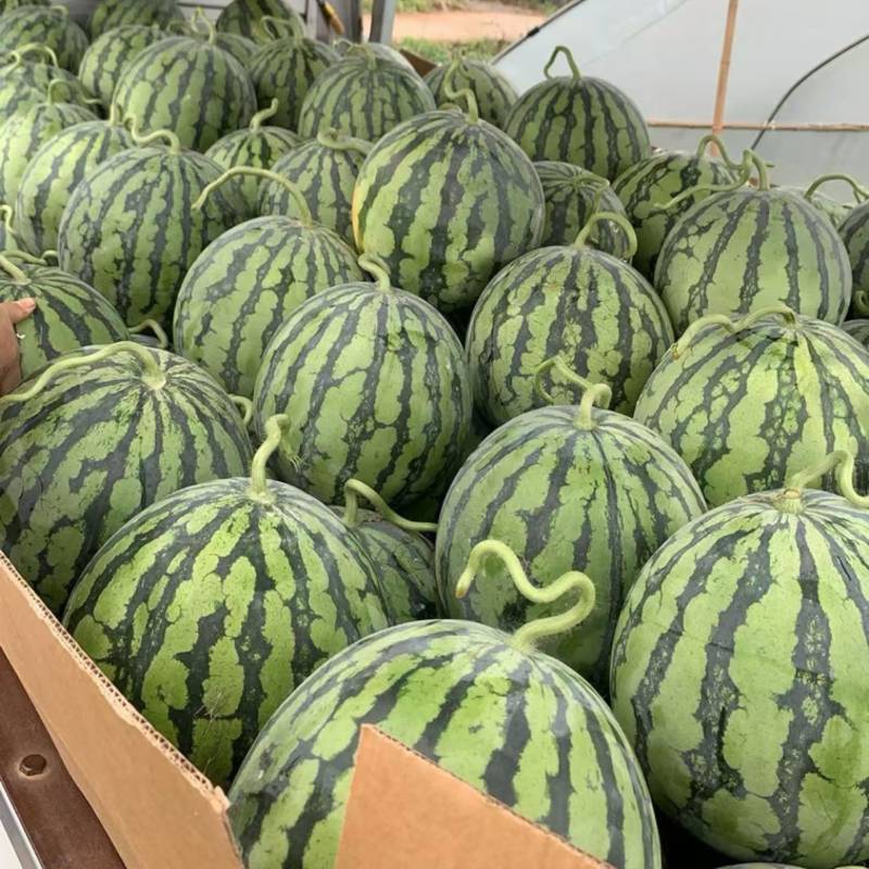 大棚美都西瓜🍉头茬；皮薄肉红；入口甜如蜜；