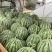 大棚美都西瓜🍉头茬；皮薄肉红；入口甜如蜜；