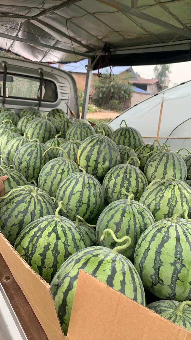 大棚美都西瓜🍉头茬；皮薄肉红；入口甜如蜜；