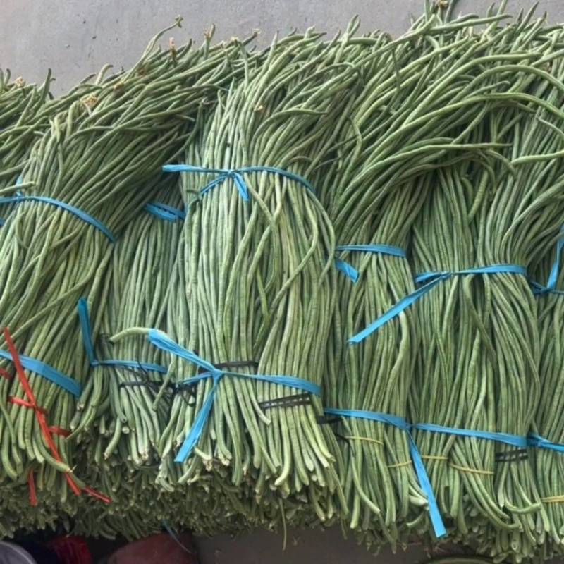 精品豆角豇豆货源充足一手货源量大从优诚信经营欢迎咨询