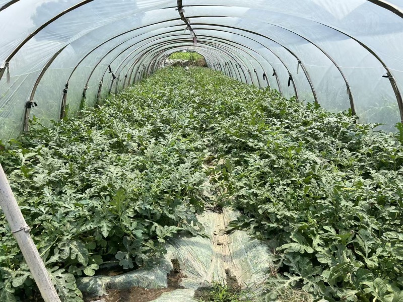 清甜多汁的西瓜，新鲜采摘直供，夏日解暑必备，品质保证