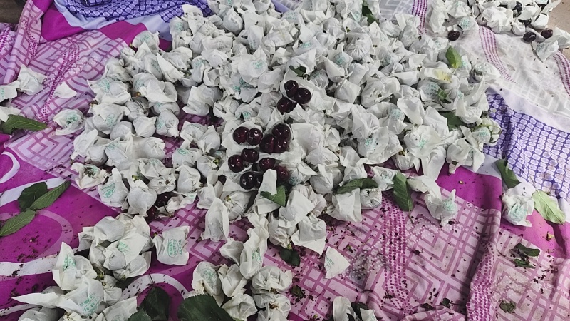 汉源车厘子阳光水果套袋黑珍珠产地直供欢迎各地老板来电洽谈