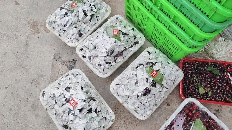 汉源车厘子阳光水果套袋黑珍珠产地直供欢迎各地老板来电洽谈