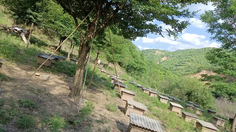 陕西秦岭土蜂蜜干净卫生承接加工批发社区团购直播带货