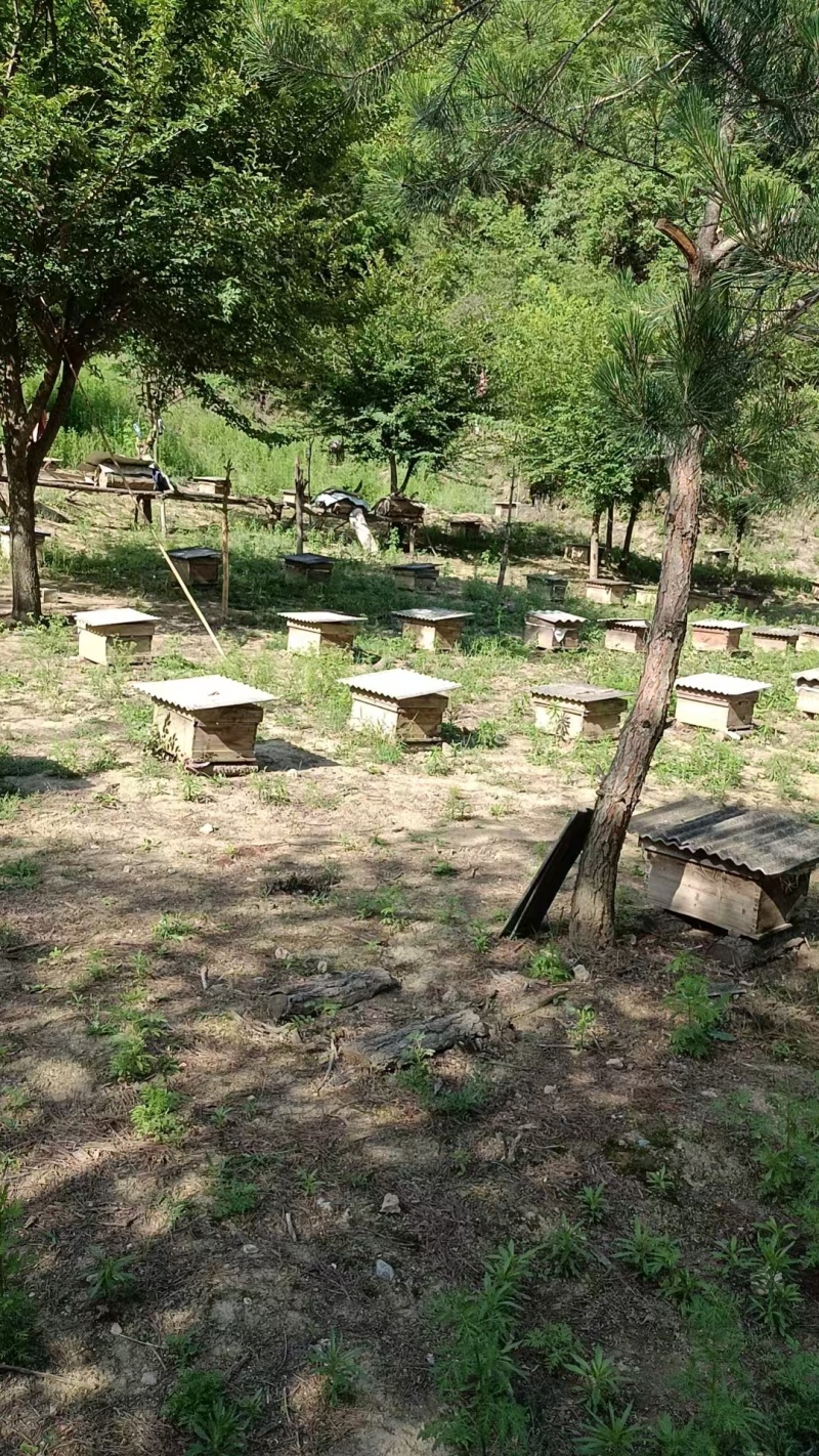 陕西秦岭土蜂蜜干净卫生承接加工批发社区团购直播带货