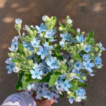 蓝星花云南基地鲜花批发花店用花婚庆用花漂亮的花