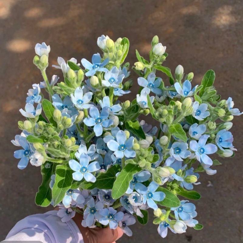 蓝星花云南基地鲜花批发花店用花婚庆用花漂亮的花