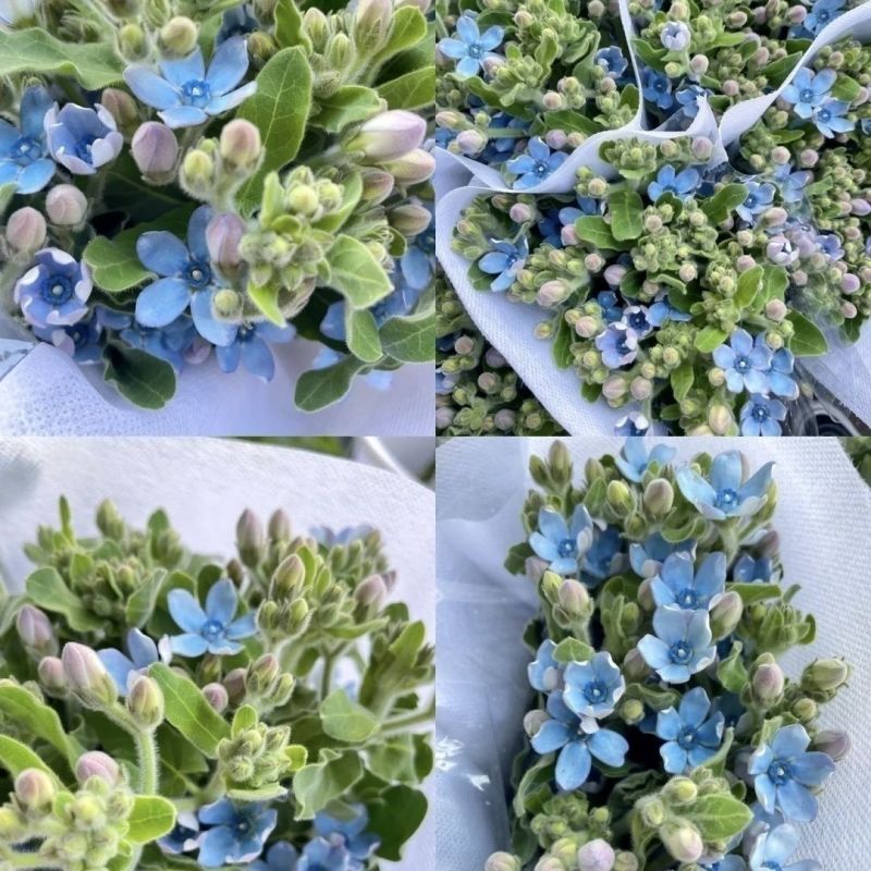 蓝星花云南基地鲜花批发花店用花婚庆用花漂亮的花