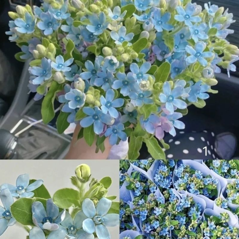 蓝星花云南基地鲜花批发花店用花婚庆用花漂亮的花