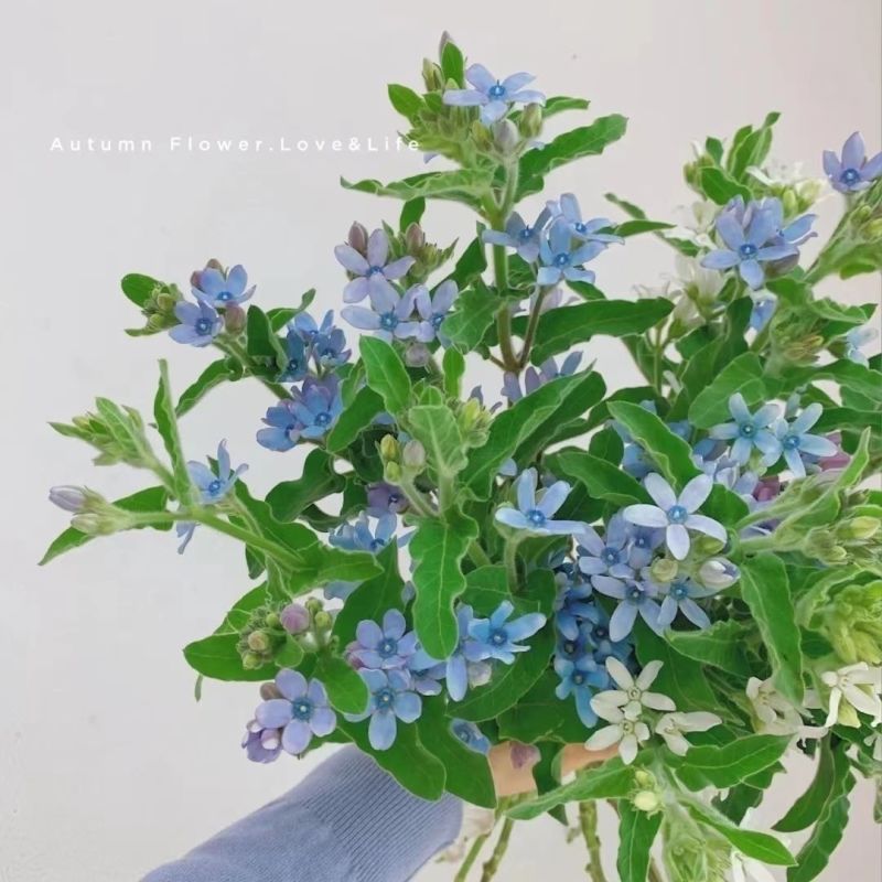 蓝星花云南基地鲜花批发花店用花婚庆用花漂亮的花