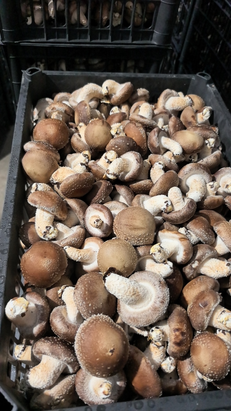 辽宁省鞍山市岫岩县香菇