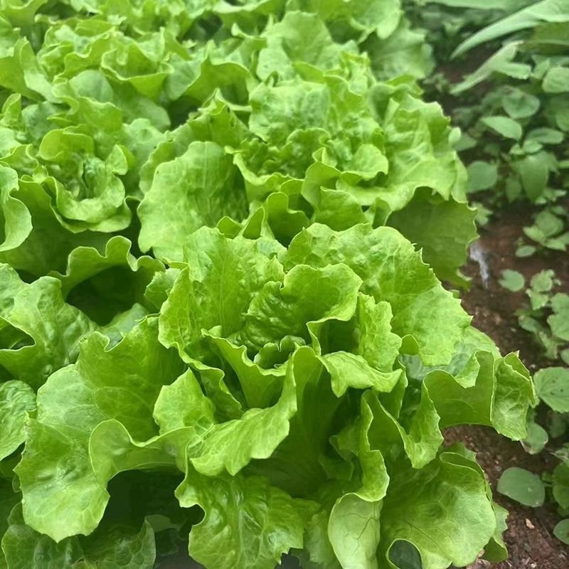 米罗四季生菜种子耐热耐抽苔生菜种籽农家阳台盆栽蔬菜种孑