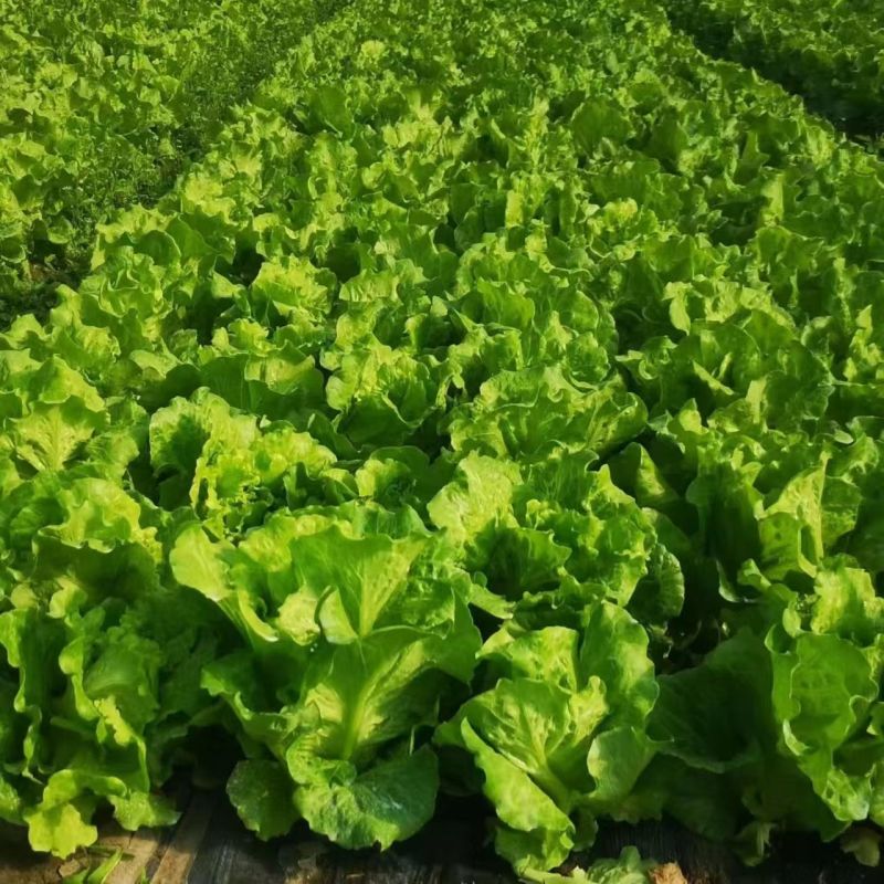 米罗四季生菜种子耐热耐抽苔生菜种籽农家阳台盆栽蔬菜种孑