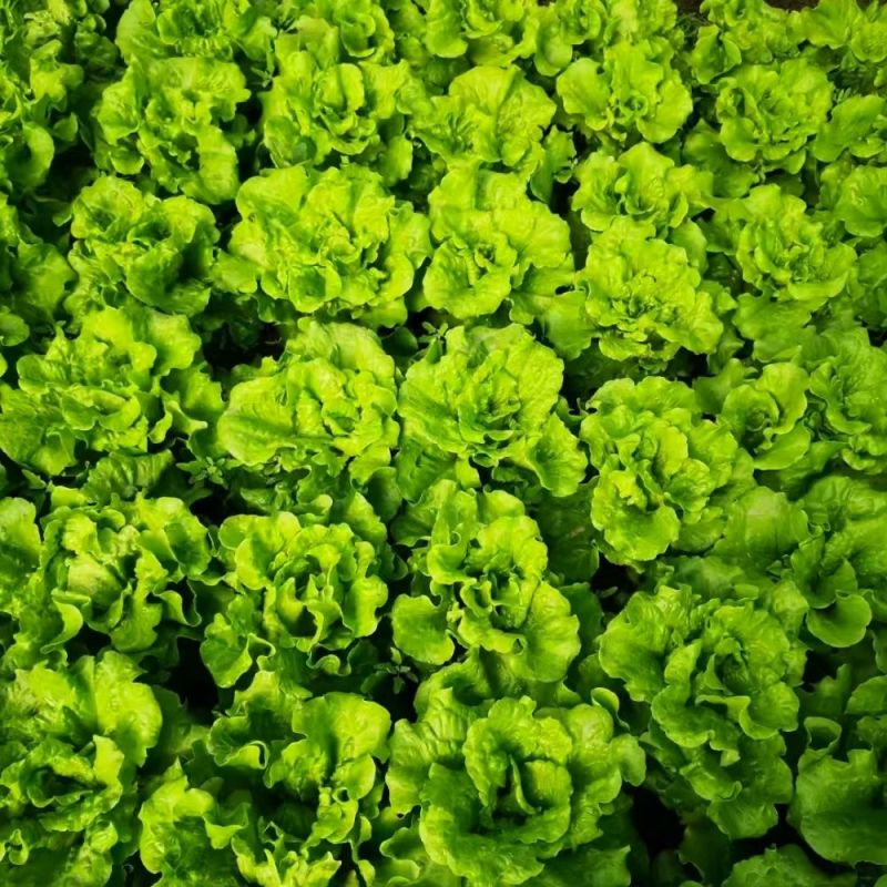 米罗四季生菜种子耐热耐抽苔生菜种籽农家阳台盆栽蔬菜种孑
