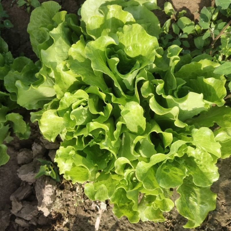 米罗四季生菜种子耐热耐抽苔生菜种籽农家阳台盆栽蔬菜种孑