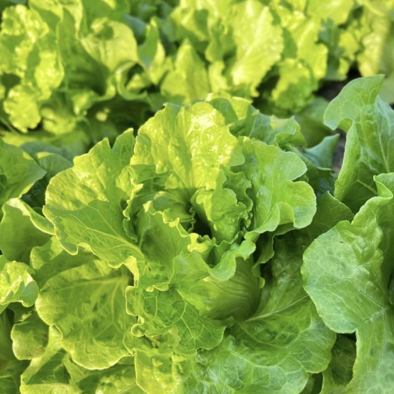 米罗四季生菜种子耐热耐抽苔生菜种籽农家阳台盆栽蔬菜种孑