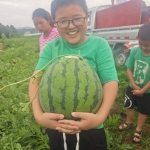 绵阳露天西瓜大量上市（电商优选）量大物美价廉