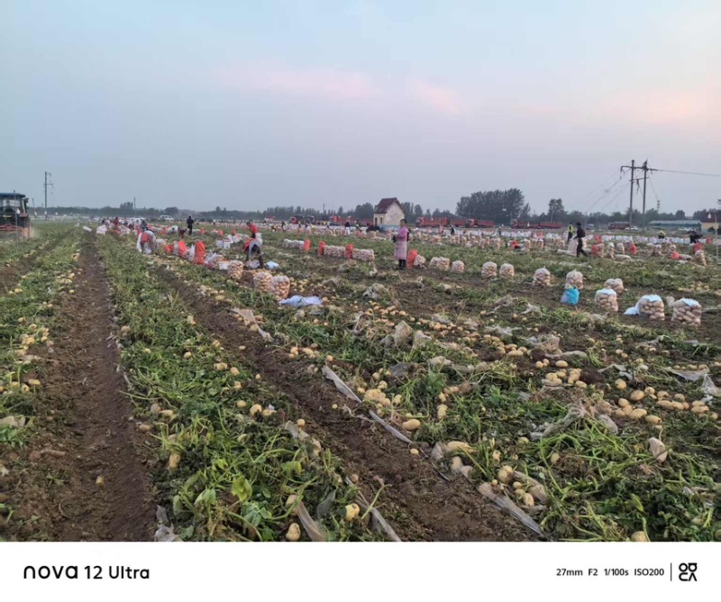 沃土土豆大量上市基地直供现挖现发对接市场批发