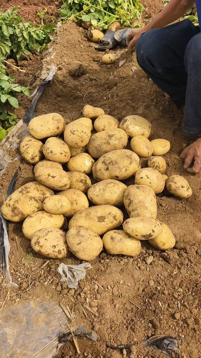 沃土土豆大量上市基地直供现挖现发对接市场批发