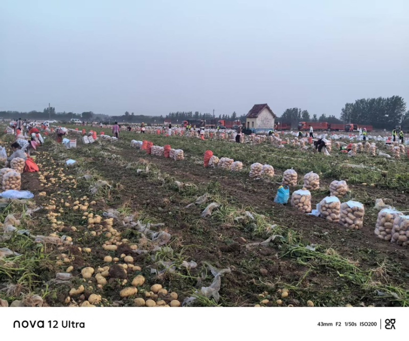 沃土土豆大量上市基地直供现挖现发对接市场批发