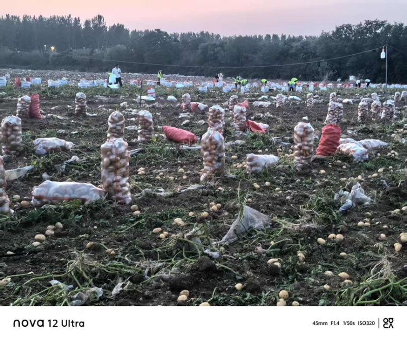 沃土土豆大量上市基地直供现挖现发对接市场批发