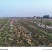 沃土5号大量上市河南土豆量大价优欢迎老板联系