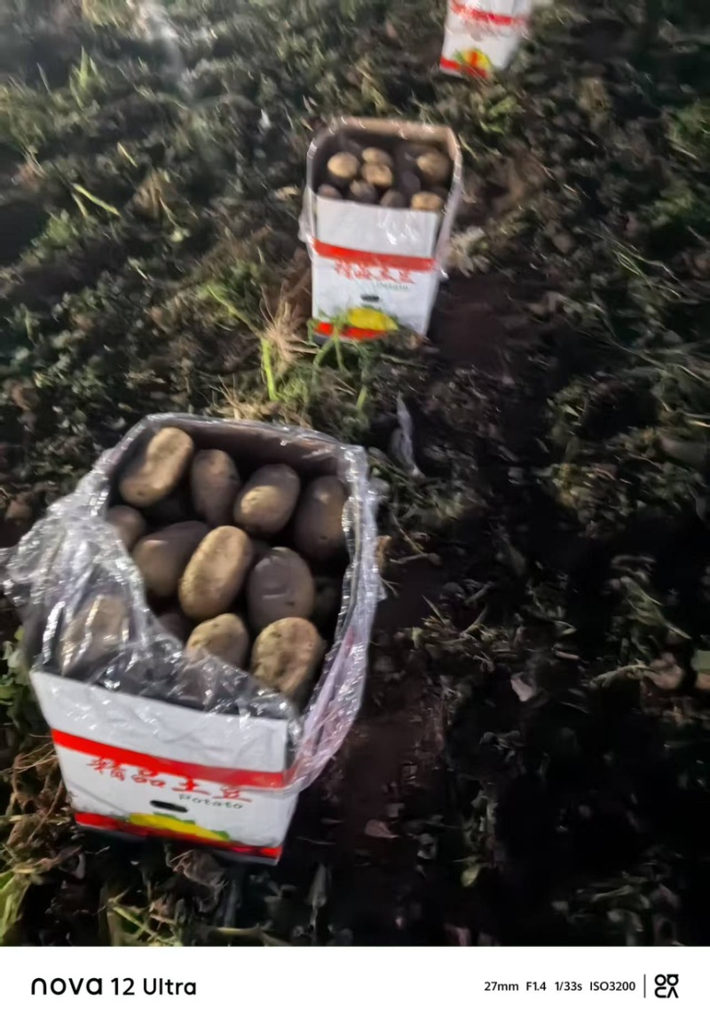 沃土5号大量上市河南土豆量大价优欢迎老板联系