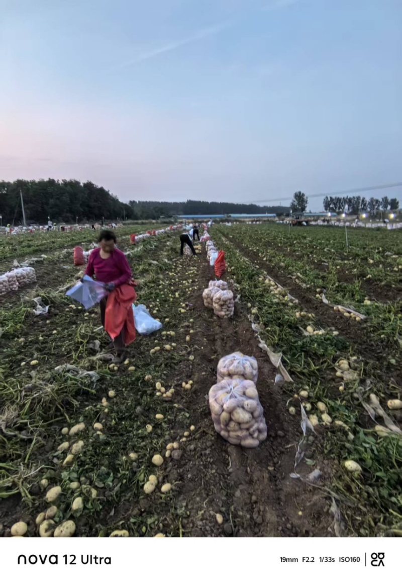 沃土5号大量上市河南土豆量大价优欢迎老板联系