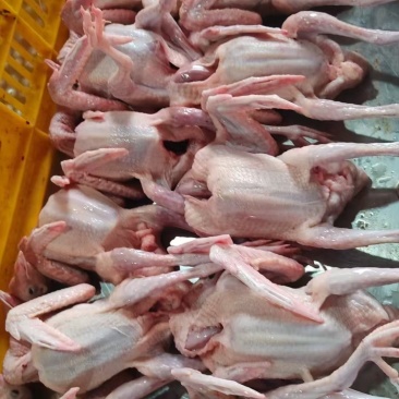 全净膛精品乳鸽