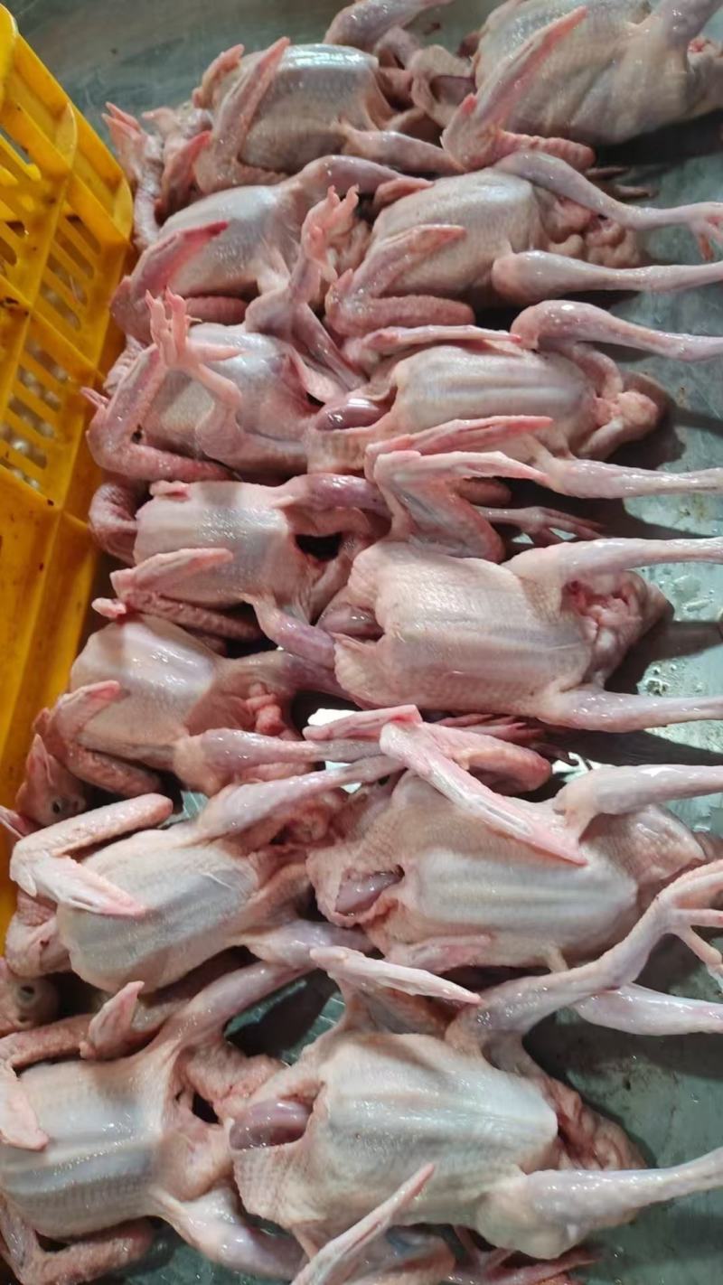 全净膛精品乳鸽