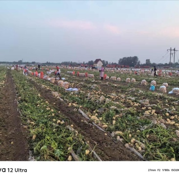 沃土5号大量上市河南土豆量大价优欢迎老板联系