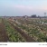 沃土5号大量上市河南土豆量大价优欢迎老板联系