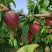 蒙阴血丝蜜桃一件代发春雪水蜜桃一件代发4.5斤包邮包售后