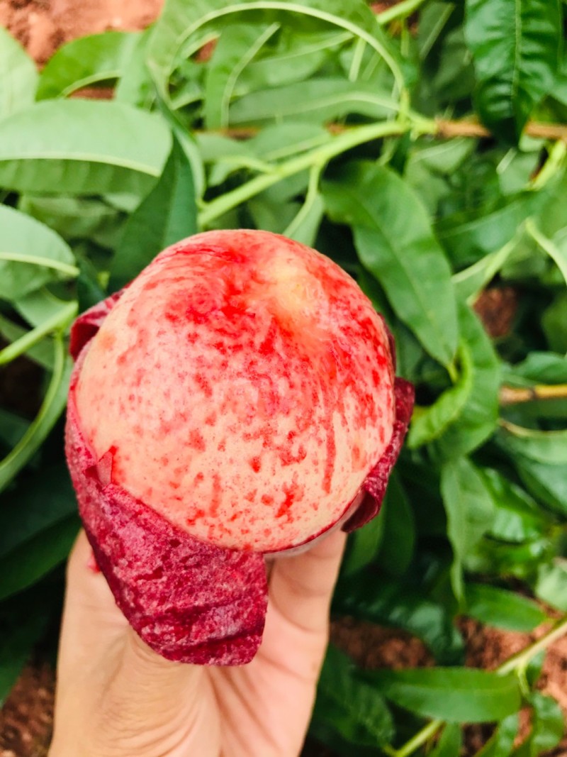 蒙阴血丝蜜桃一件代发春雪水蜜桃一件代发4.5斤包邮包售后