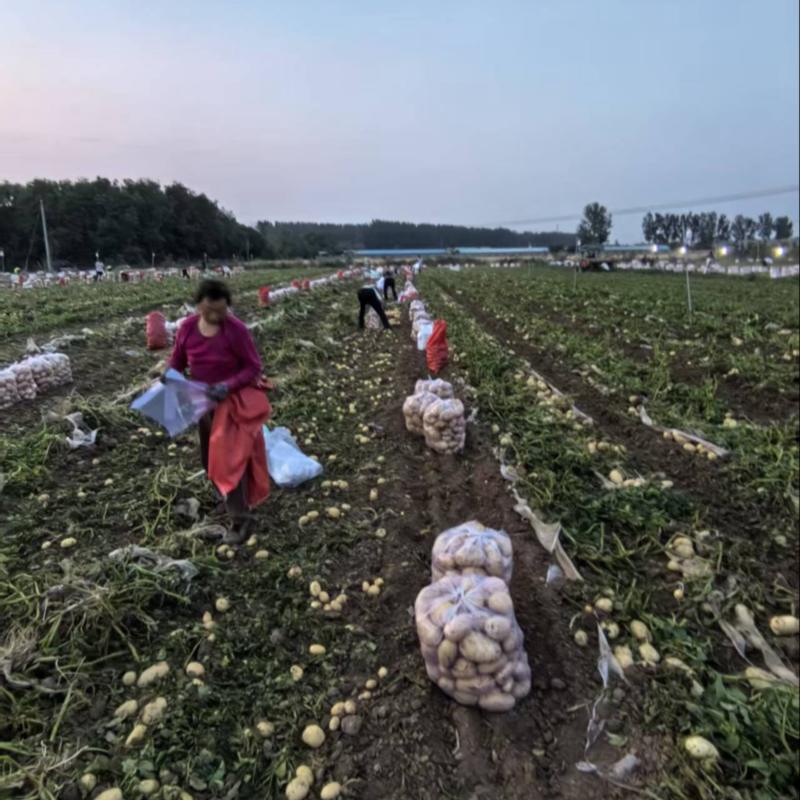 精品土豆市场批发300吨开挖欢迎联系价格实惠