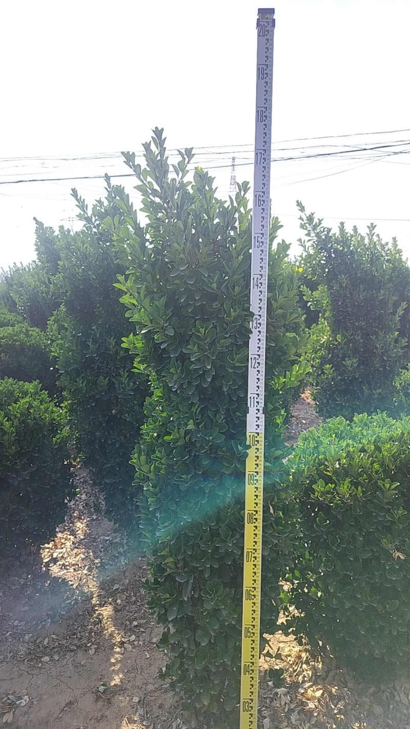 大叶黄杨柱，常年供应各种规格的工程园林绿化苗，基地直发。