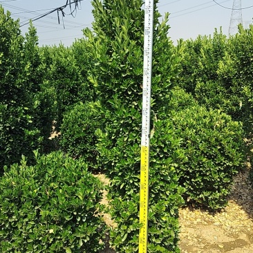 大叶黄杨柱，常年供应各种规格的工程园林绿化苗，基地直发。