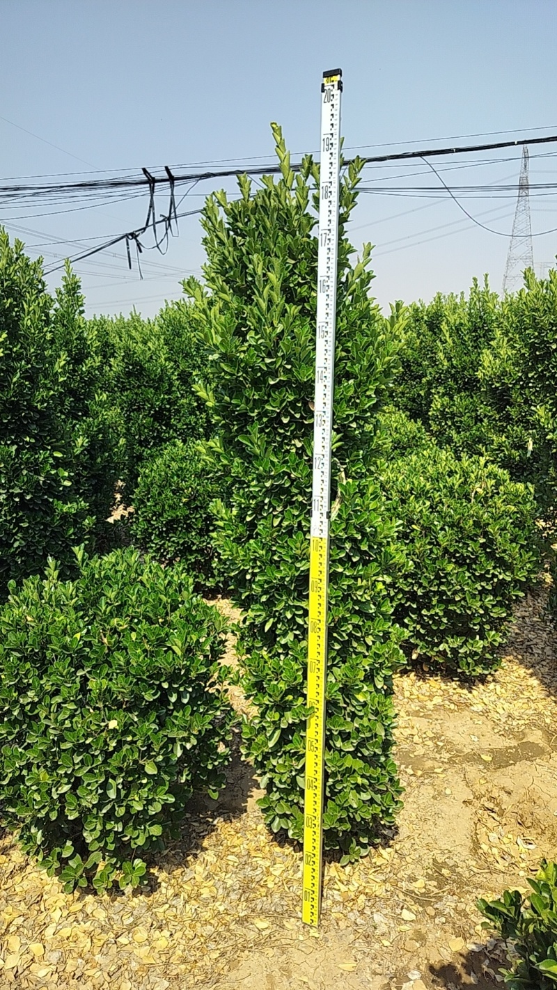 大叶黄杨柱，常年供应各种规格的工程园林绿化苗，基地直发。