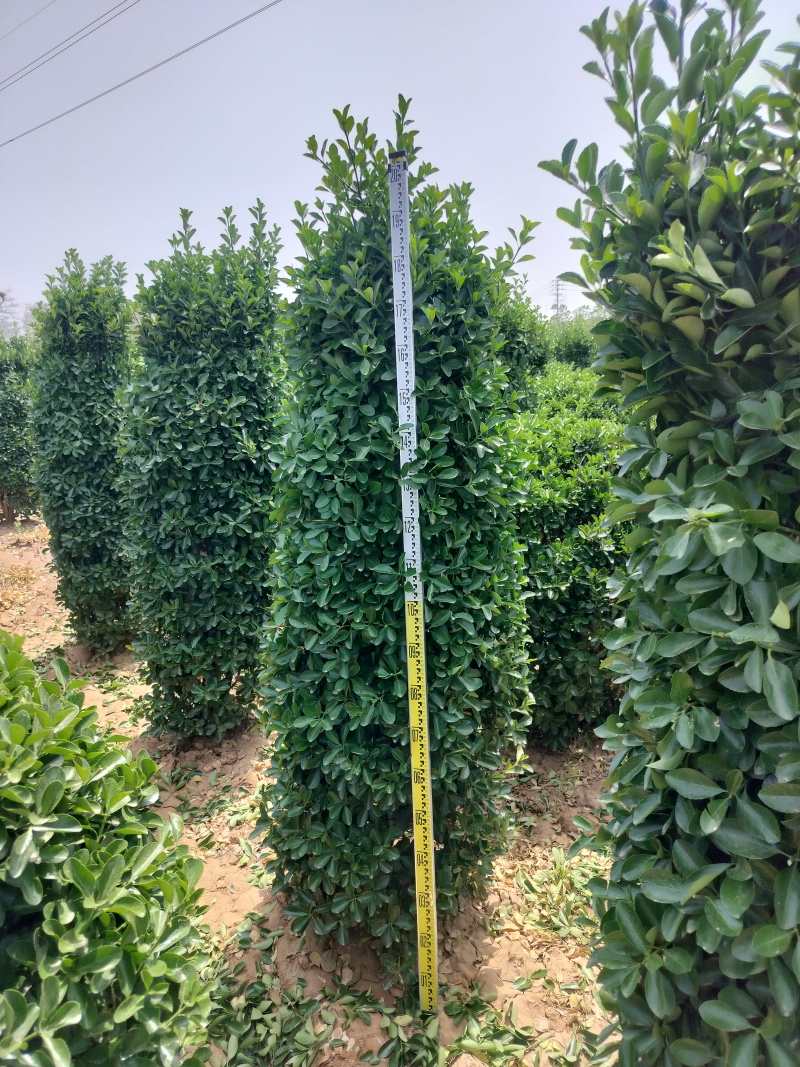 大叶黄杨柱，常年供应各种规格的工程园林绿化苗，基地直发。