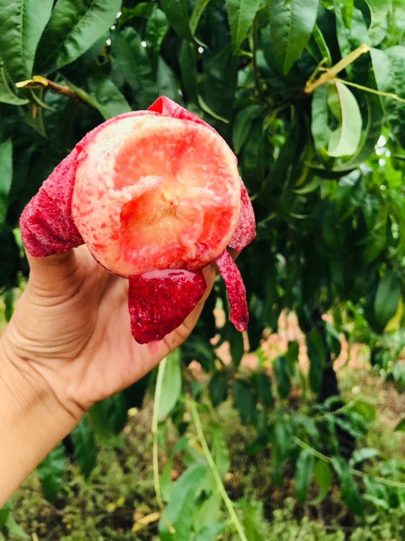 蒙阴血丝蜜桃一件代发春雪水蜜桃一件代发4.5斤包邮包售后