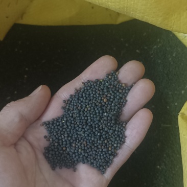今年新湖北油菜籽，含油43个