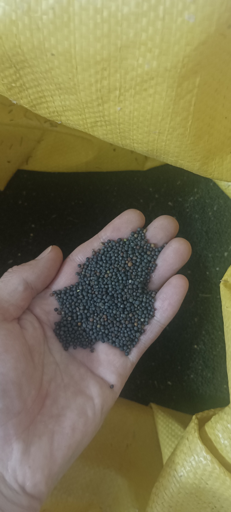 今年新湖北油菜籽，含油43个