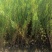 【精选】沙地柏