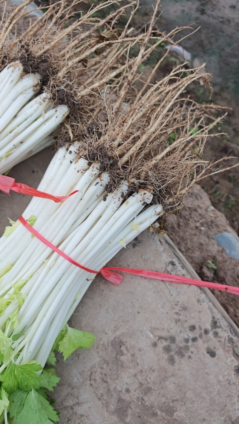 精品白芹