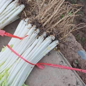 精品白芹