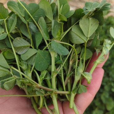 黄花草头金花菜种子上海大叶草头食用苜蓿野菜秋季播三叶草菜