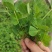黄花草头金花菜种子上海大叶草头食用苜蓿野菜秋季播三叶草菜